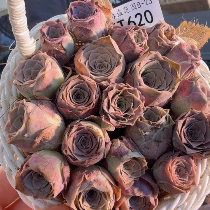 TT620 擦伤玫瑰组合花篮福利