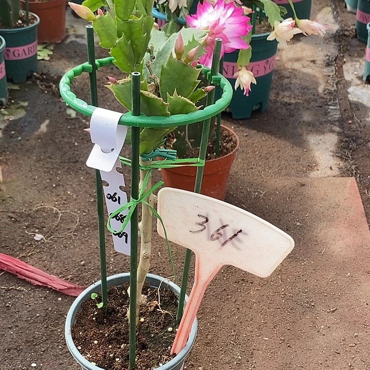 叶仙嫁接三色重瓣361