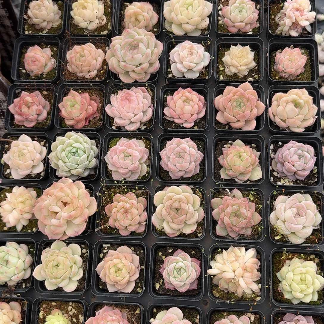 止*多肉杂交一物一拍6-97