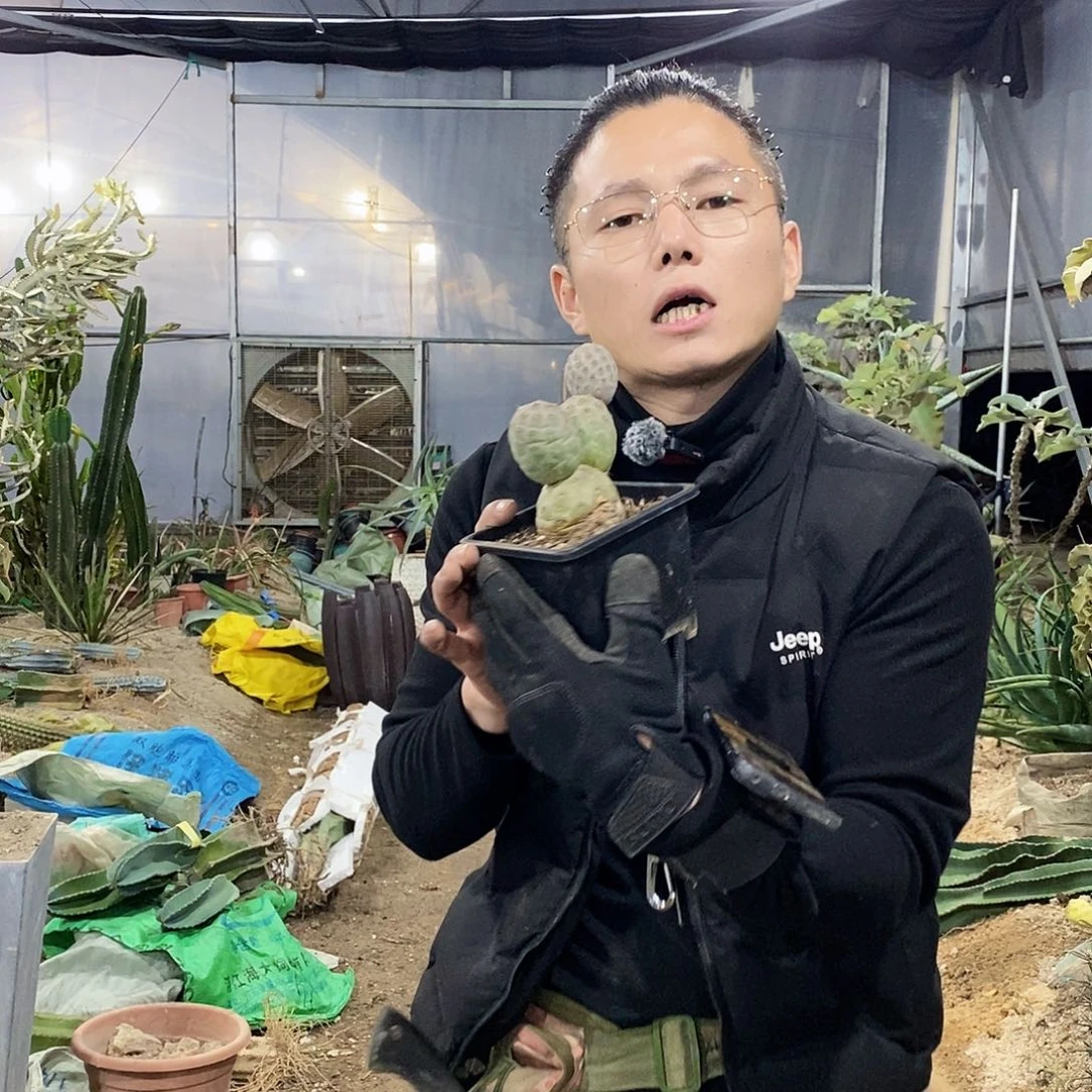 用***331号拍品。