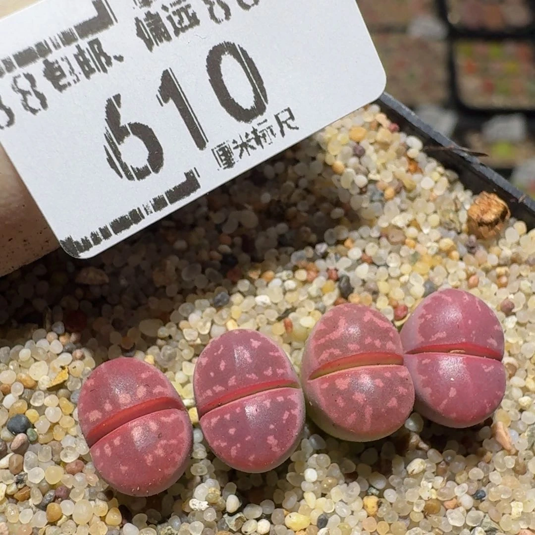 Zzzz生石花肉锥610