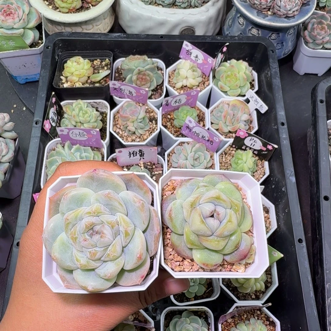 优选刚毅一物一拍