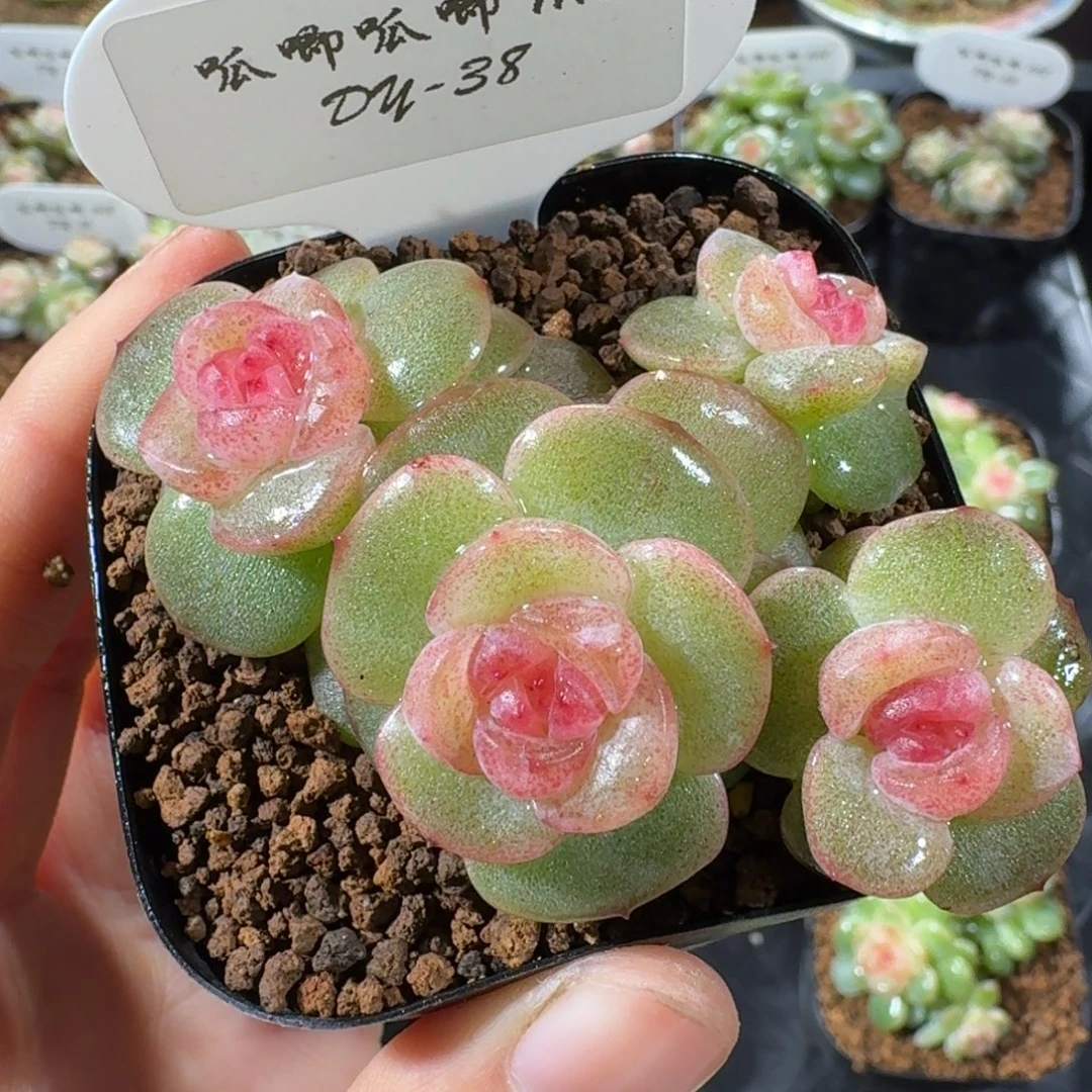 1118-38-1008三头带小