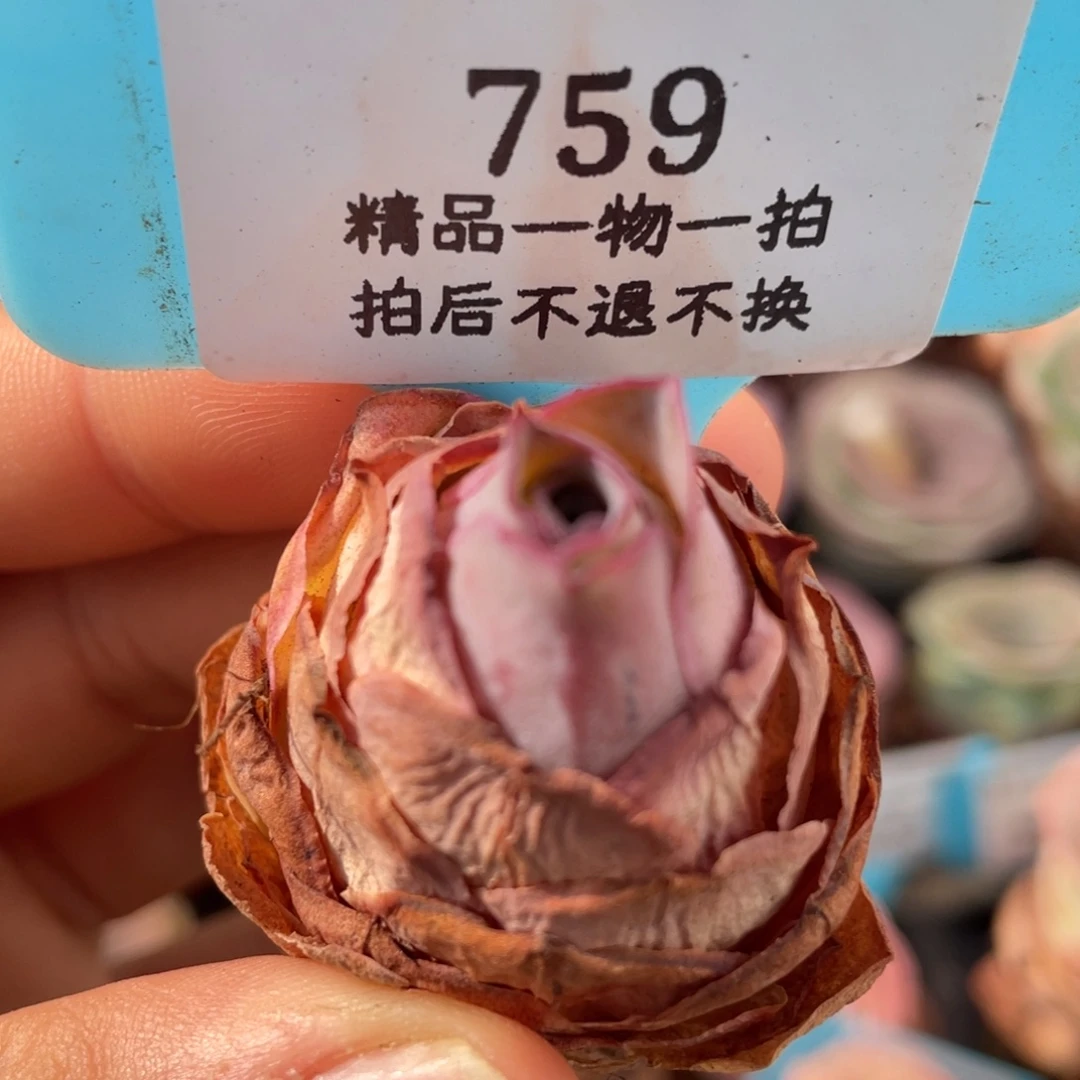 山地玫瑰759裸根发货不售后