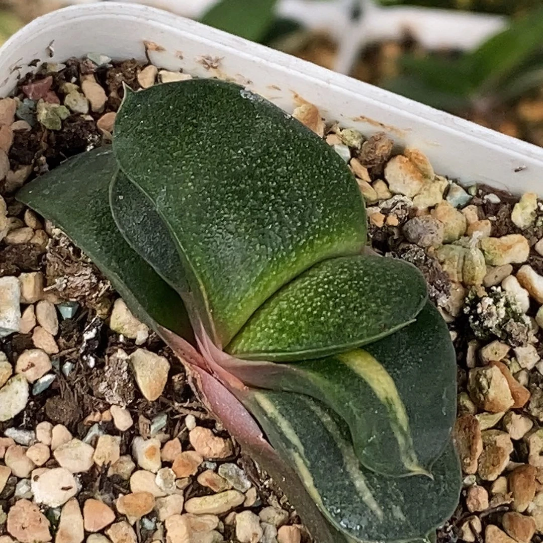 不带盆脱土裸根发货（一物一拍）