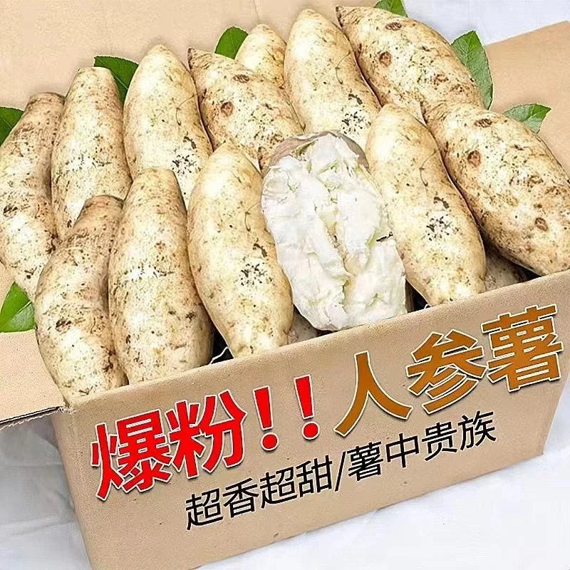 【今日特价】牛奶人参薯现挖现发白皮白心地瓜粉糯香甜当季板栗薯