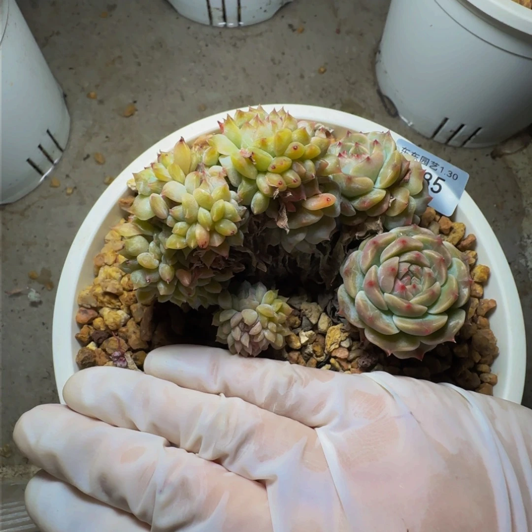 c c c c c c c c 85