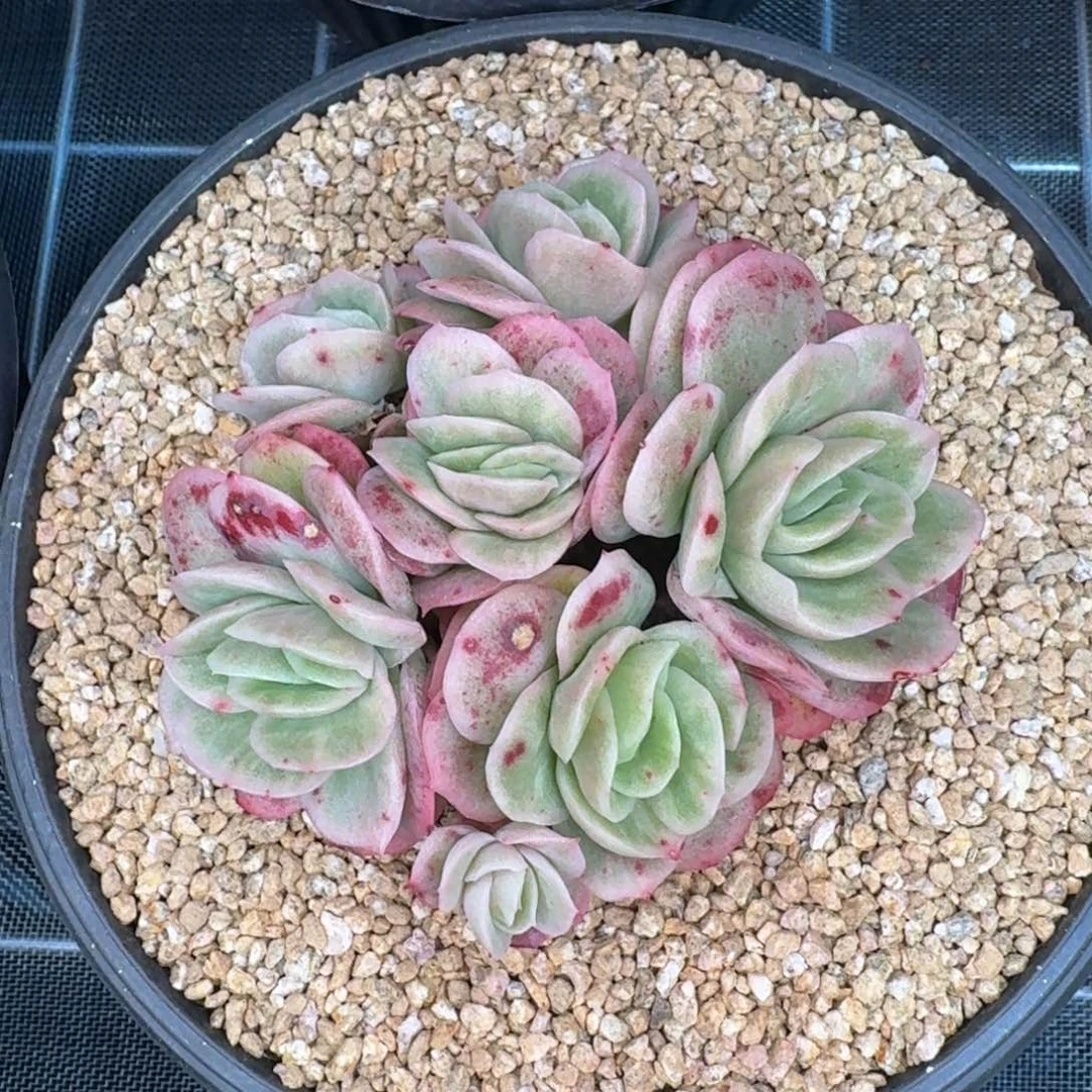 从前慢多肉编号冰玫瑰