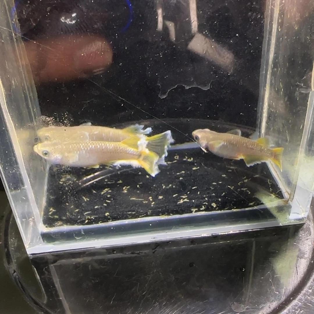 青鳉鱼观背青鱂一物一拍322