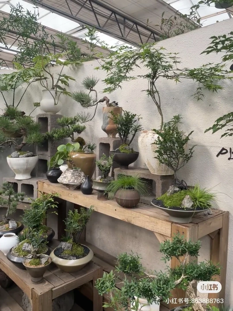 （直播间链接请勿私拍）甄选非盆景，一物一拍