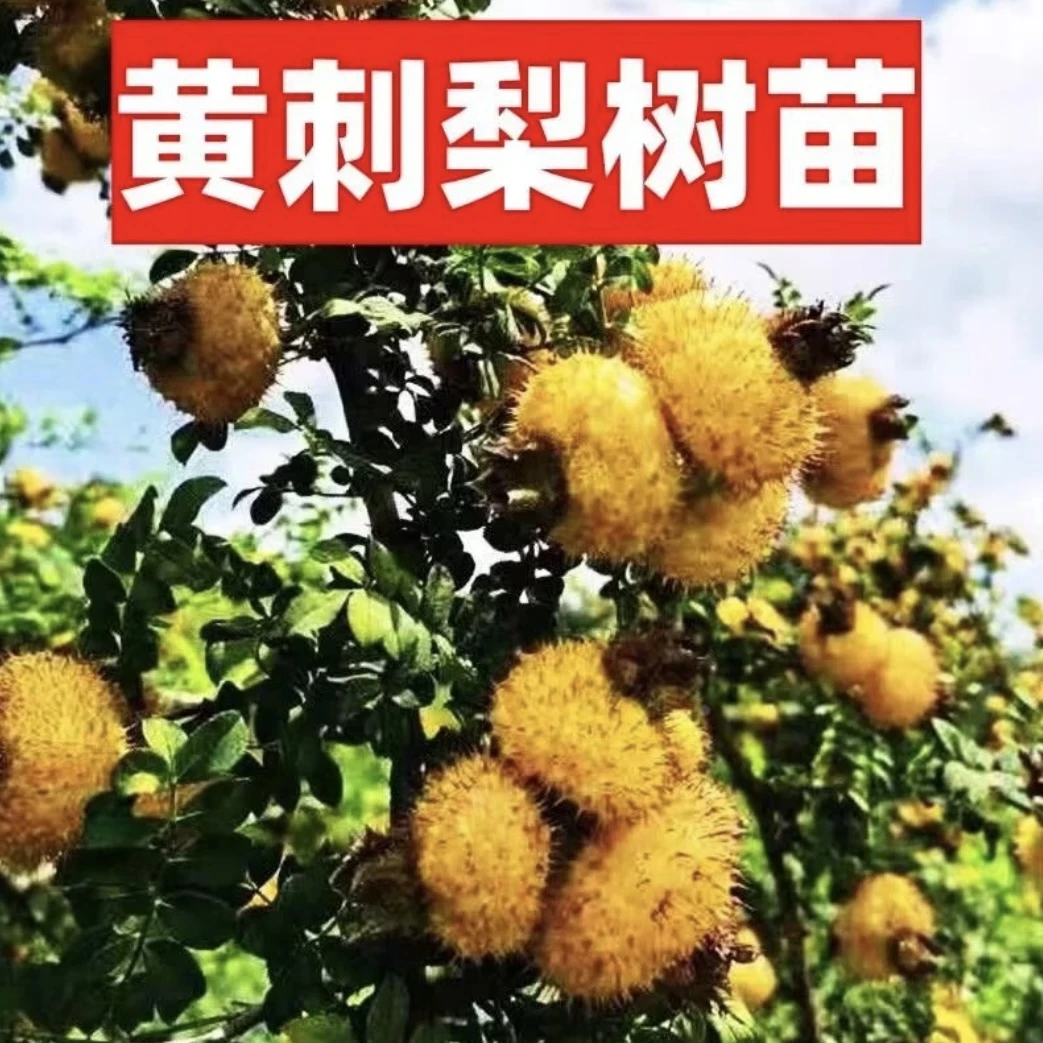 l梨树苗嫁接刺梨树果苗特大老品种梨苗南方北方庭院盆栽地栽