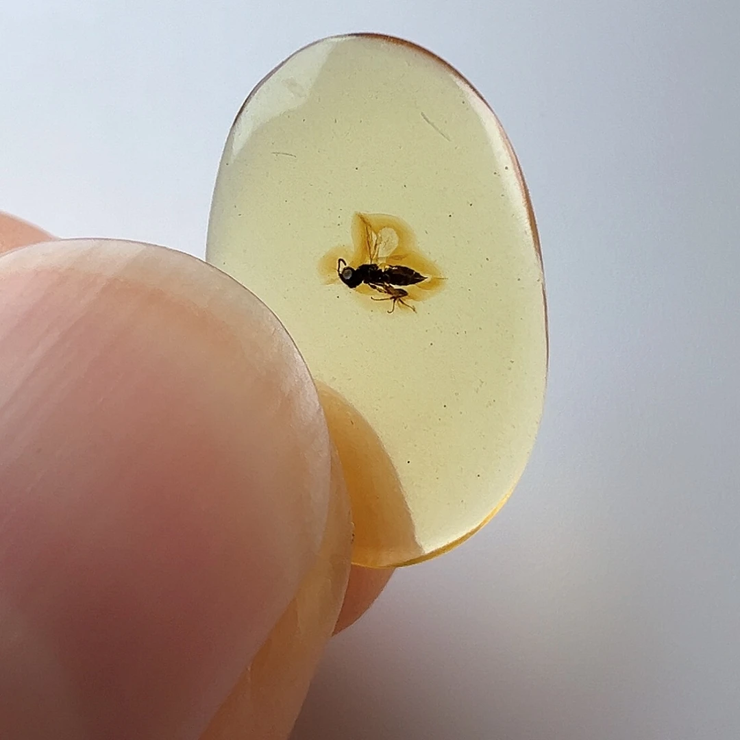 琥珀裸石未镶嵌见****人