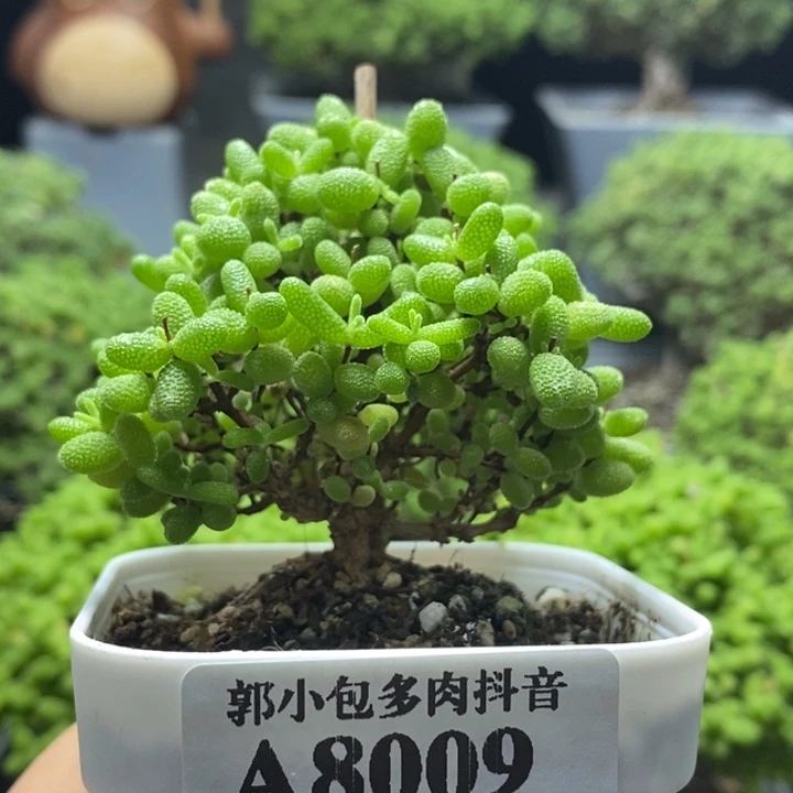 蜜橘糖球8009枝干番杏