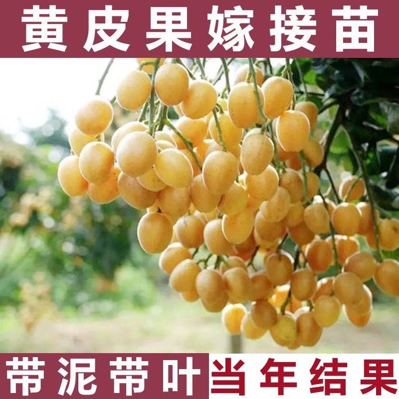 正宗黄皮果树苗无籽鸡心果苗嫁接大果黑金黄皮南方庭院种植果树苗