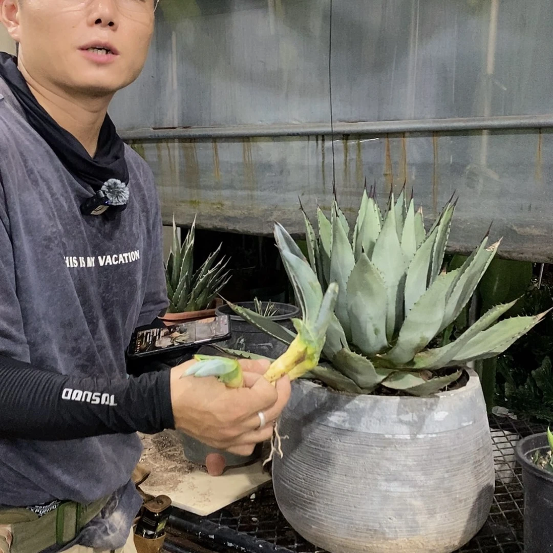 赫瓦蒂娜侧芽随机发