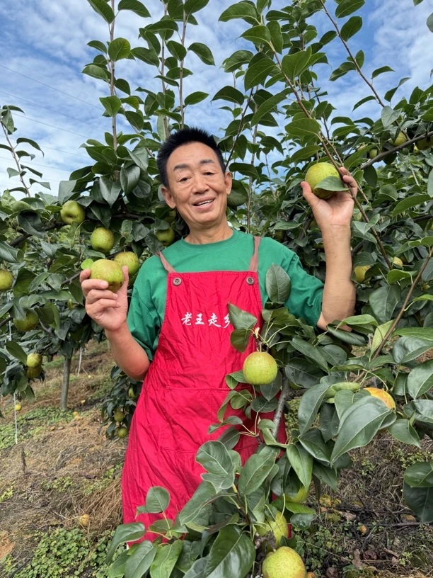 重庆黄草山翠冠梨皮薄汁多脆甜细腻化渣现摘现发当季水果