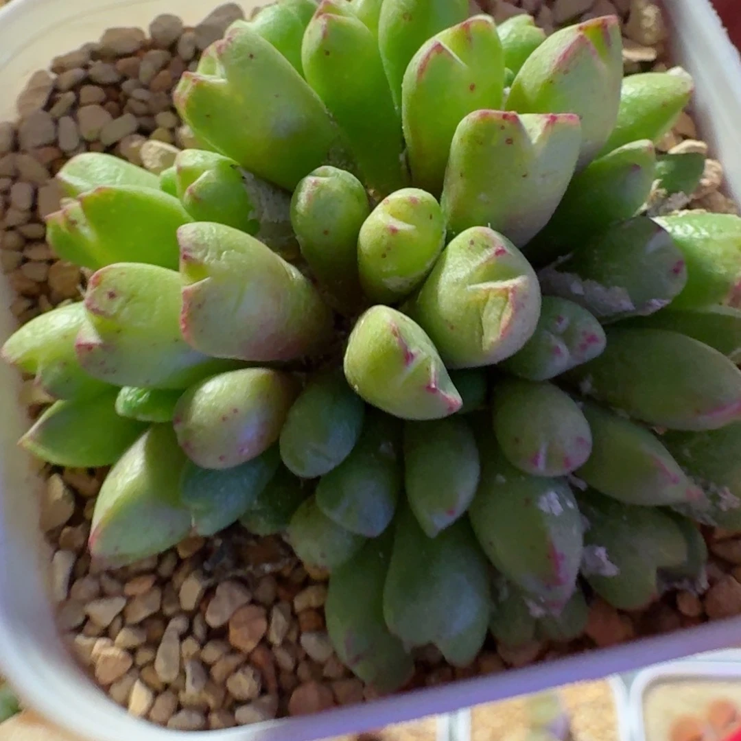 ๓**.多肉..........