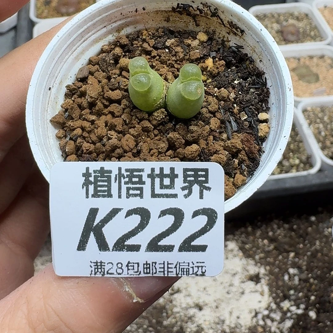 多肉植物的润泽fbbn
