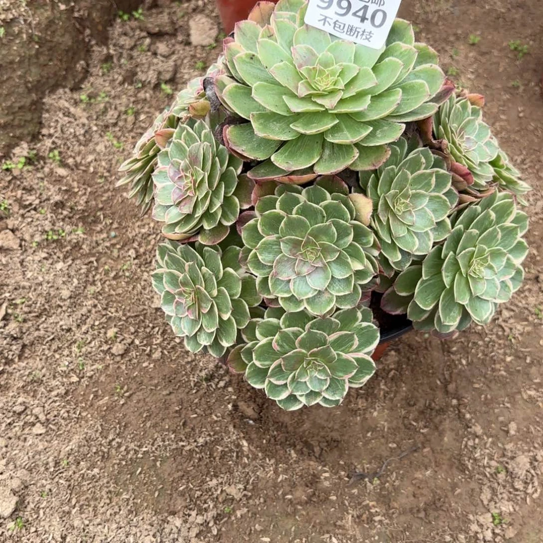 Q. 9940莲花座多肉。bad