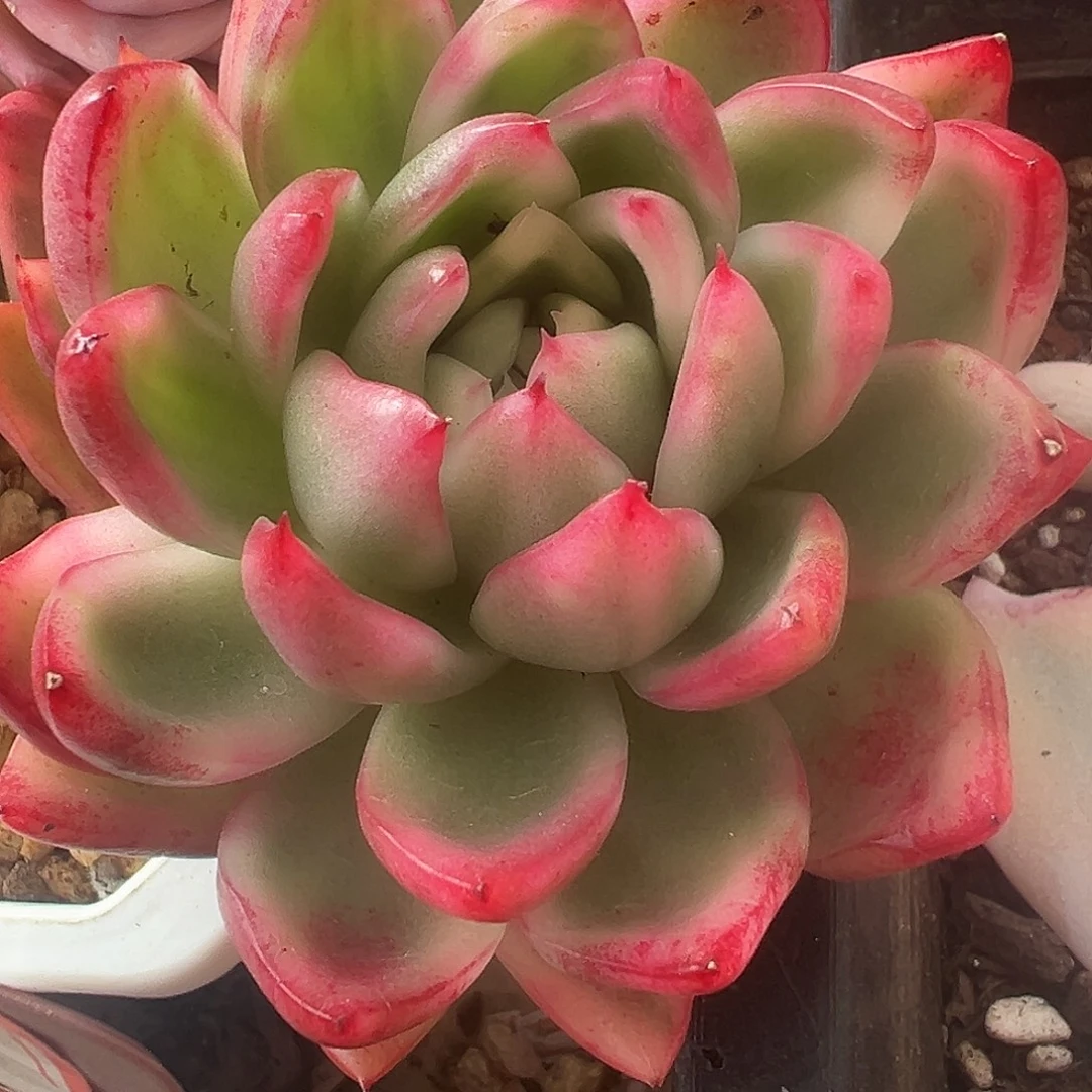卡里斯托锦头盖多肉植物