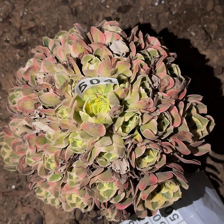 504妖月多肉植物不售后