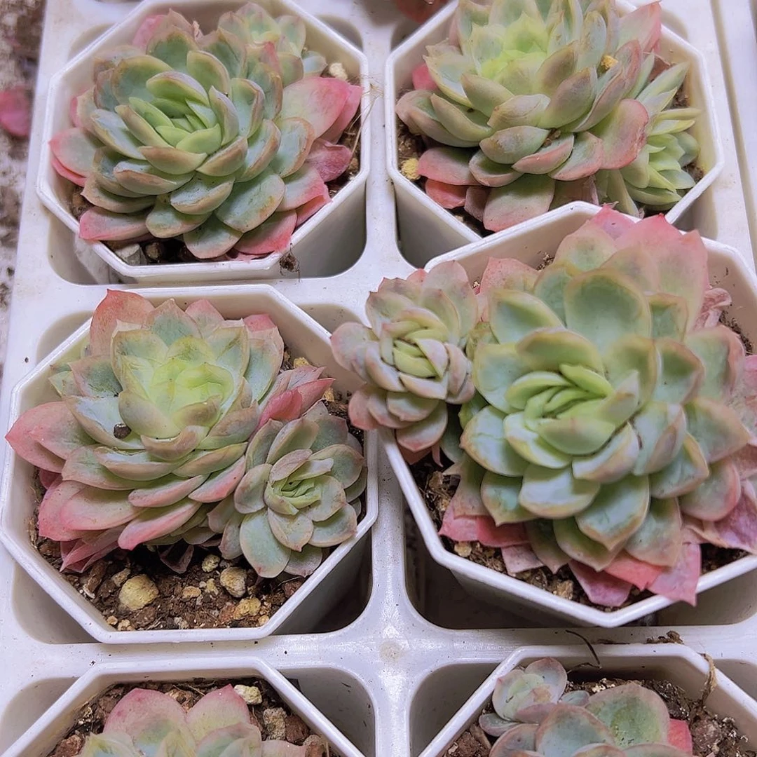 冰片锦19包邮多肉植物
