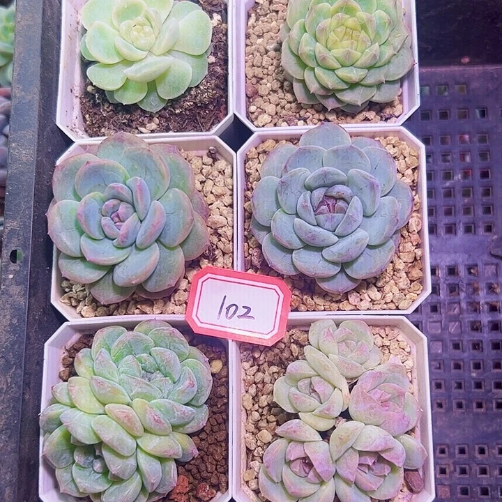 溏心系列一组5颗