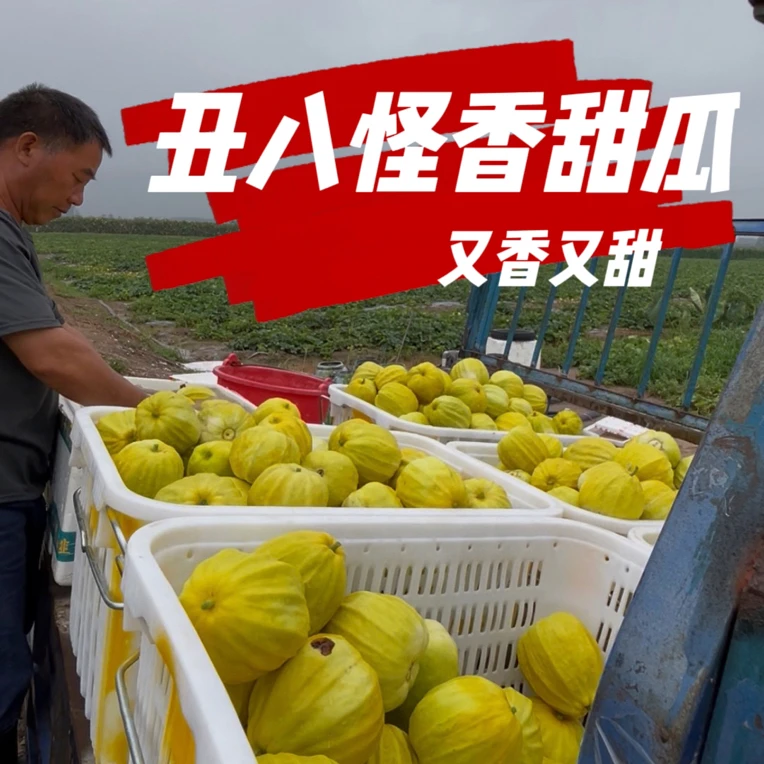 新鲜现摘露天丑八怪香瓜又香又甜香甜多汁当季水果