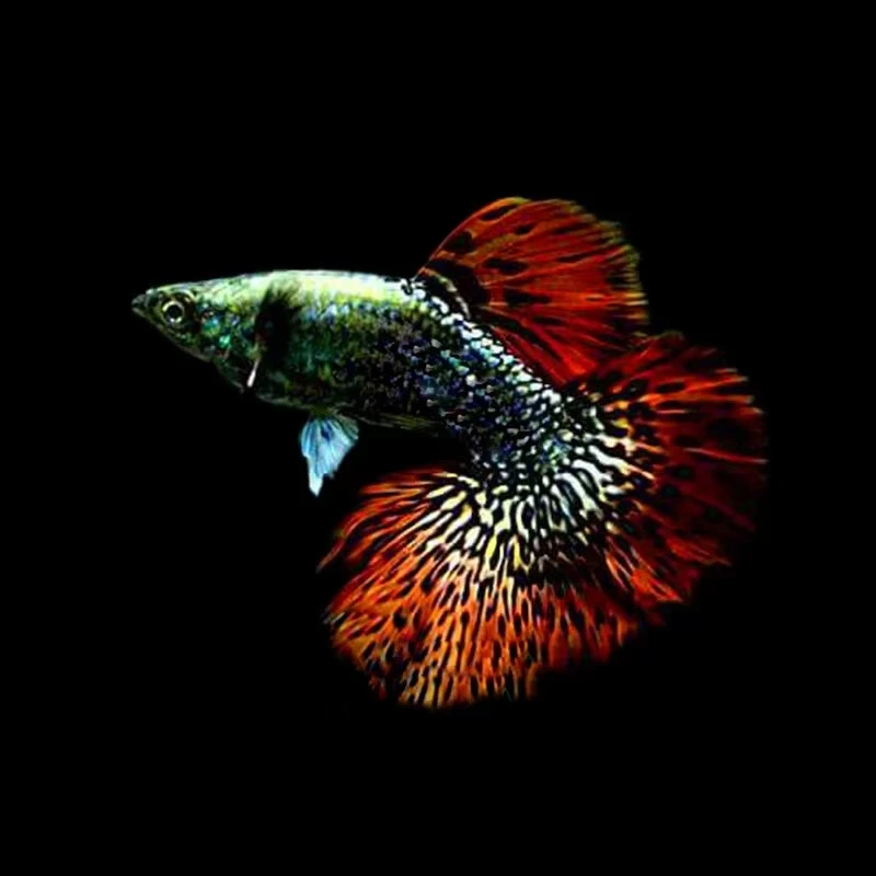 越系红龙菊花半月尾种鱼（入缸后不包损）水族孔雀鱼热带鱼观赏鱼