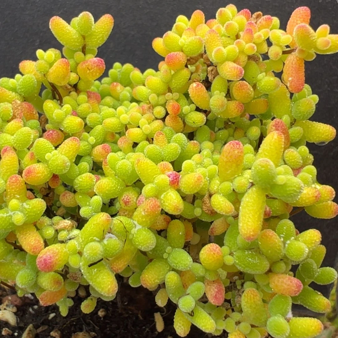 【闪购商品】dy6794精控蜜橘糖球冠幅5cm