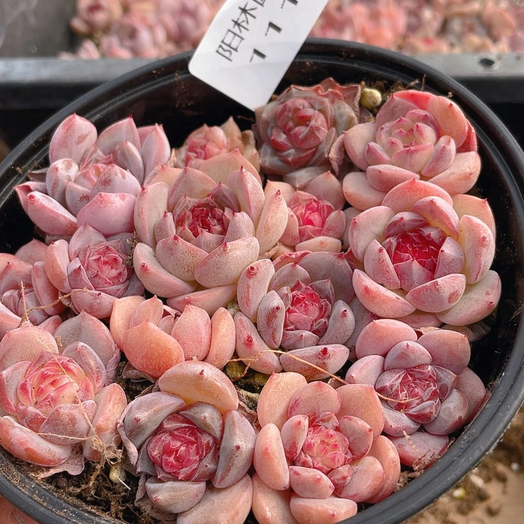 多肉植物多肉植物1116