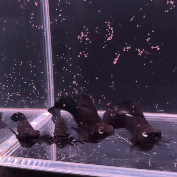 孔雀鱼马丽球球4条