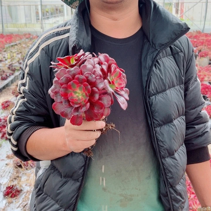 小颗美杜莎多肉法师