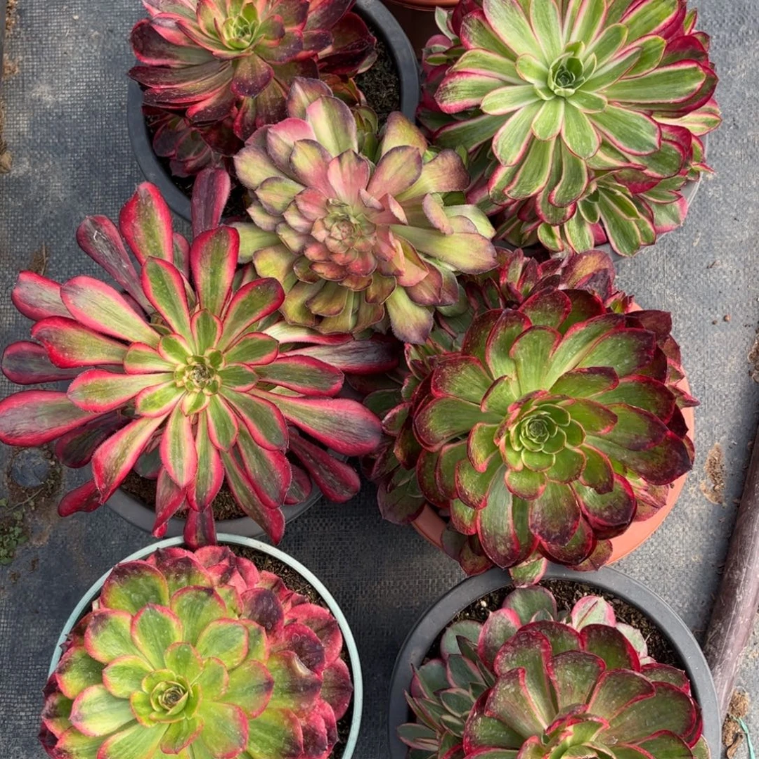 英***英的专拍链8颗专拍