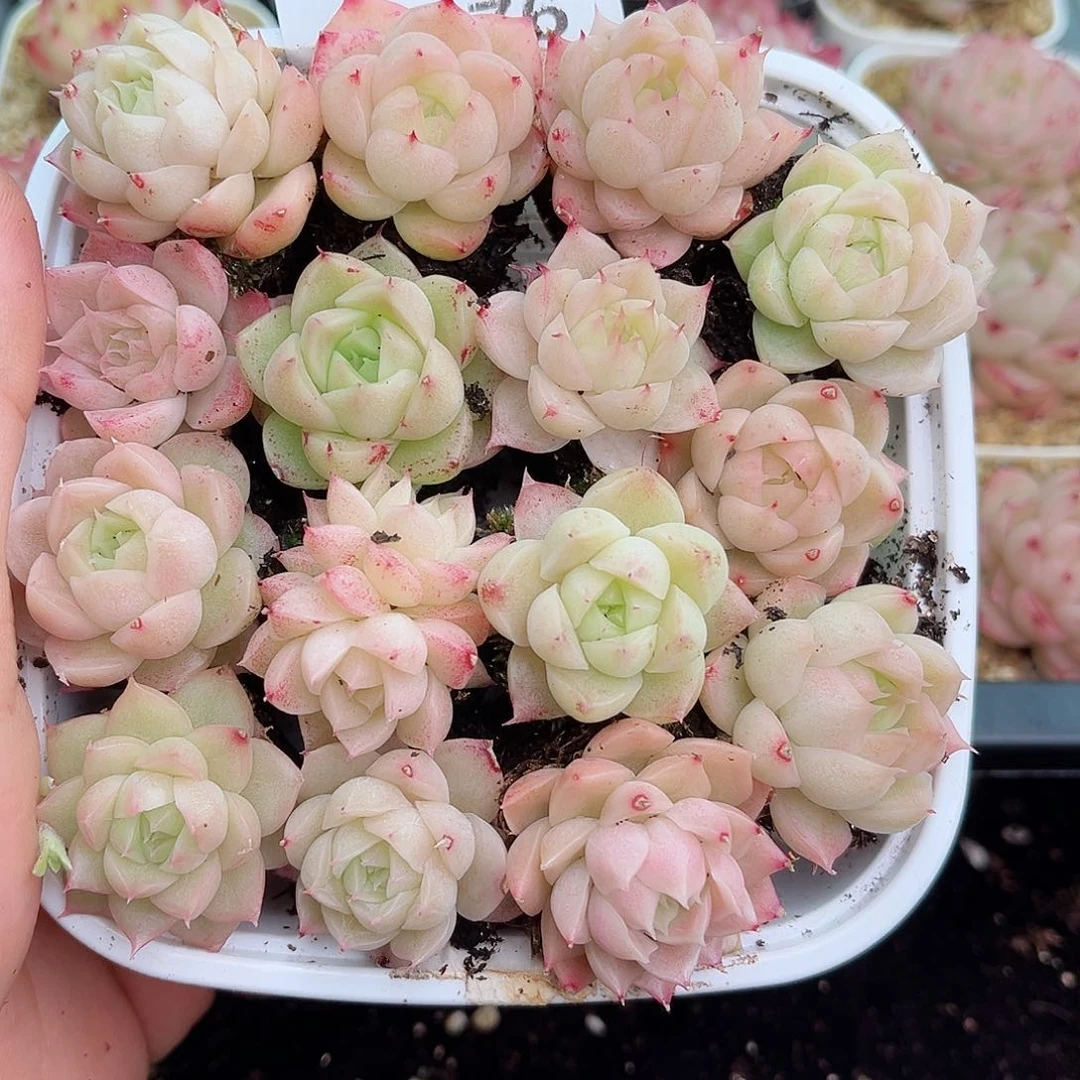 1-276 新疆西藏内蒙不发12.8包邮2-3公分多肉