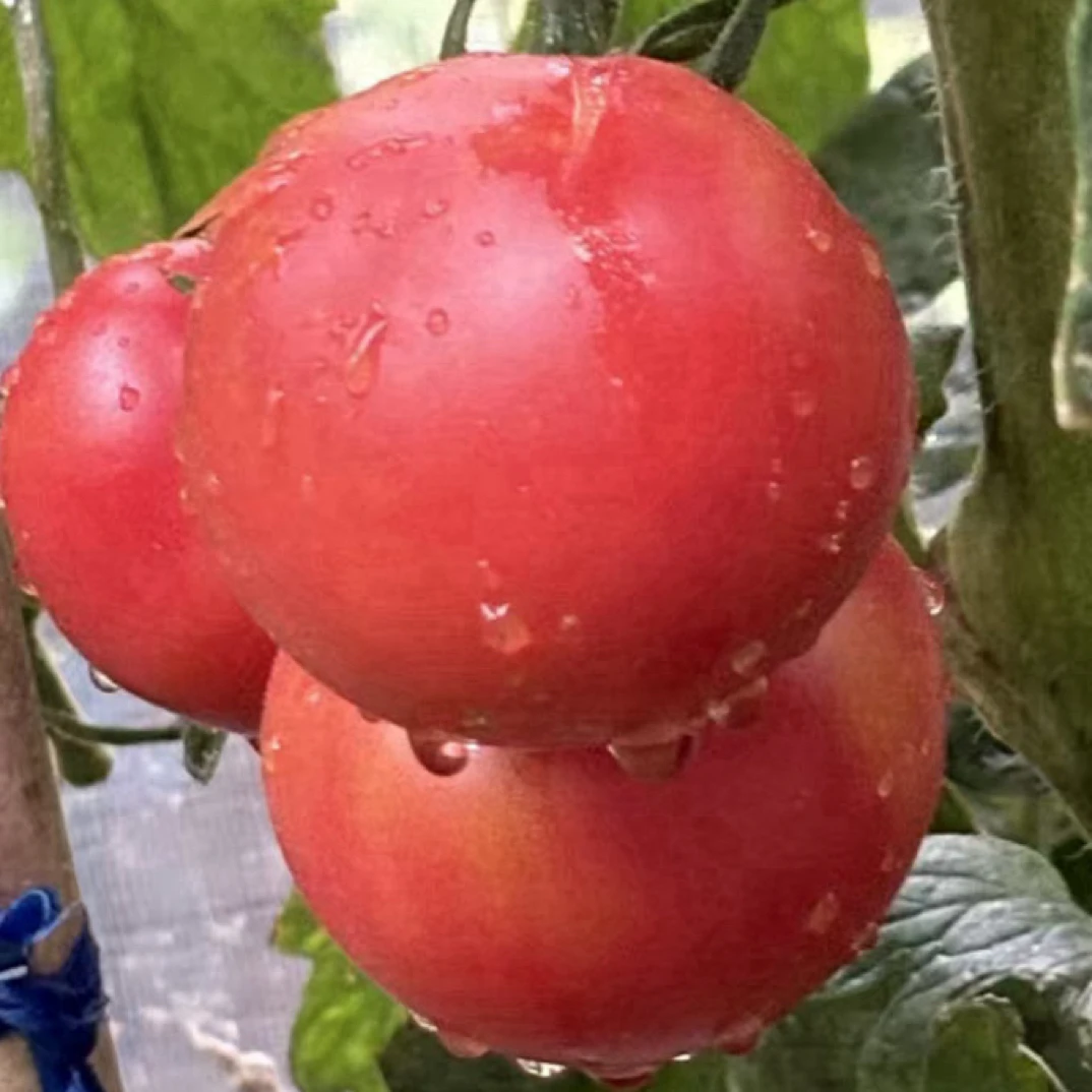 山东包邮大番茄多汁沙瓤西红柿现采现摘自然熟洋柿子