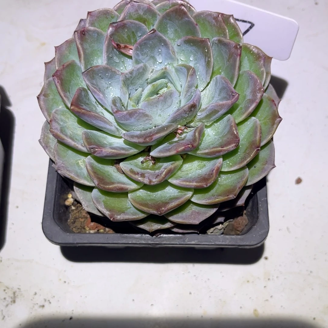 一物一拍冰魄多肉07