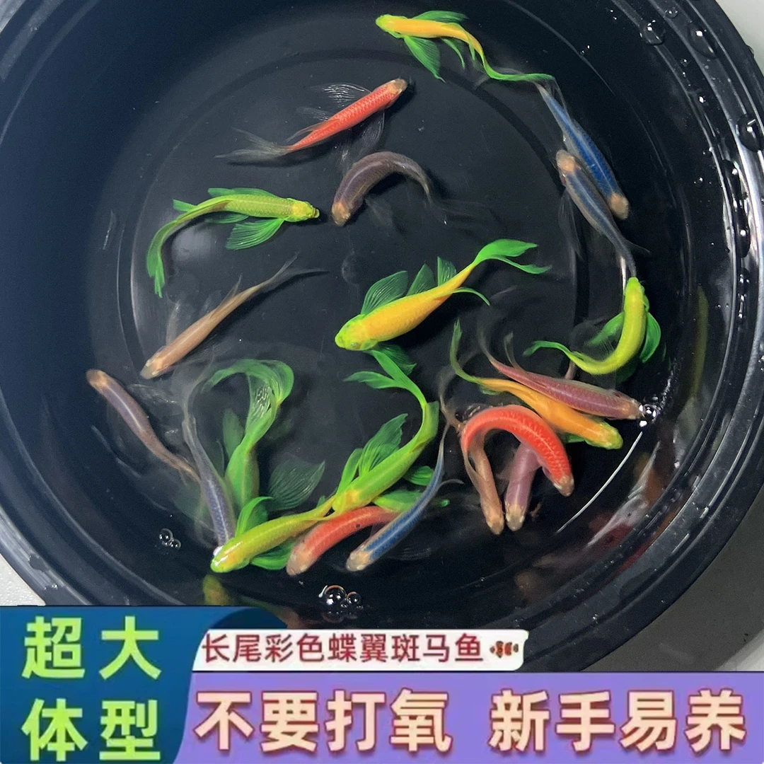 ［挑色］3cm蝶翼斑马七彩热带鱼小型好养小活鱼观赏鱼耐活翡翠新手