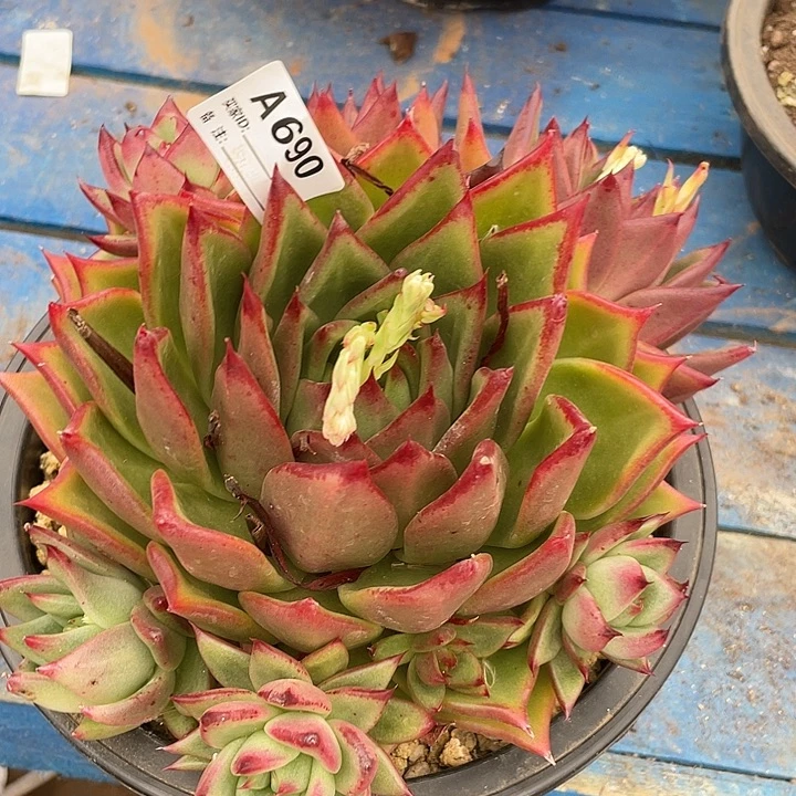 若如东云单拍A690