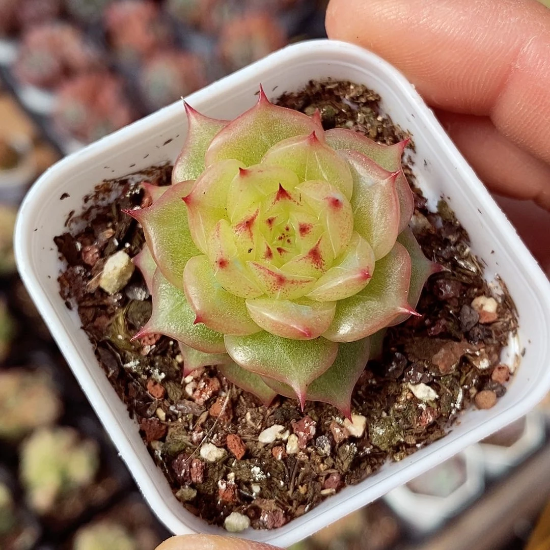 玉玲珑3-4cm多肉植物