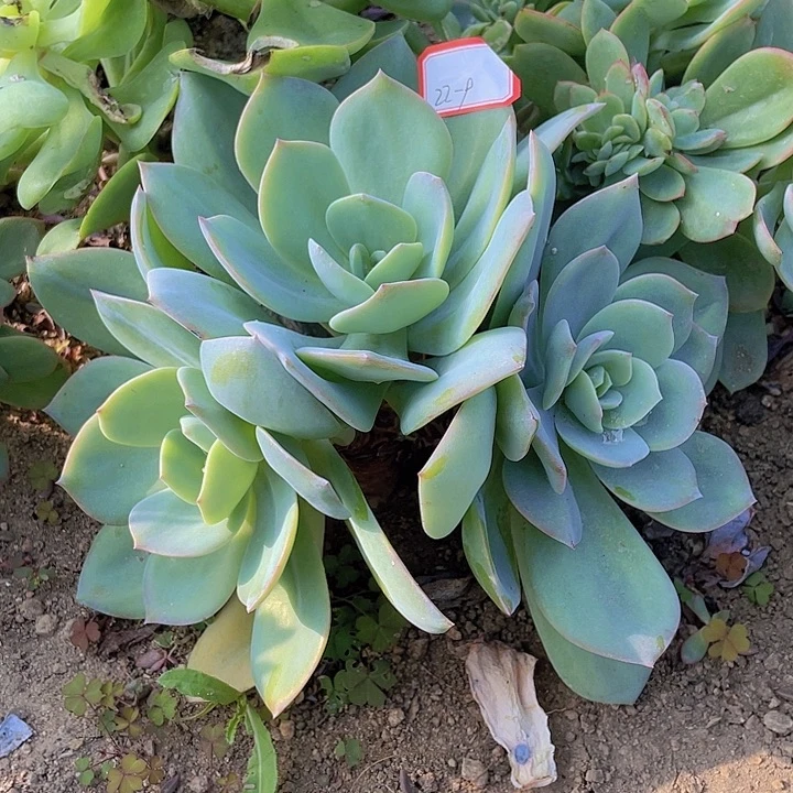 白凤群22-9号的的