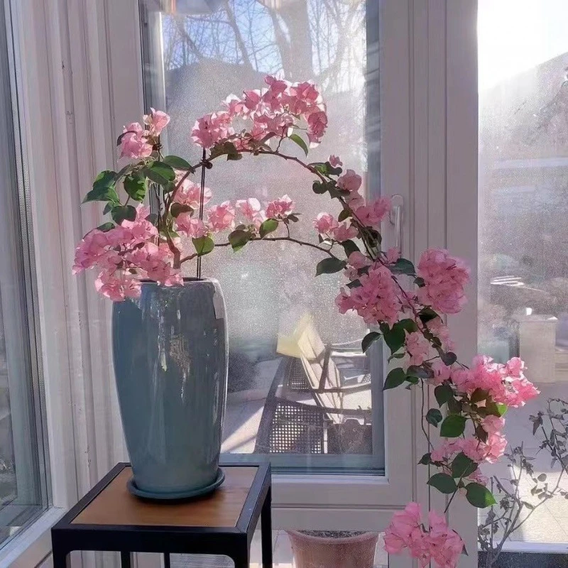 飘枝垂丝三角梅多色四季开花阳台盆栽老桩扦插苗好养厂家直销