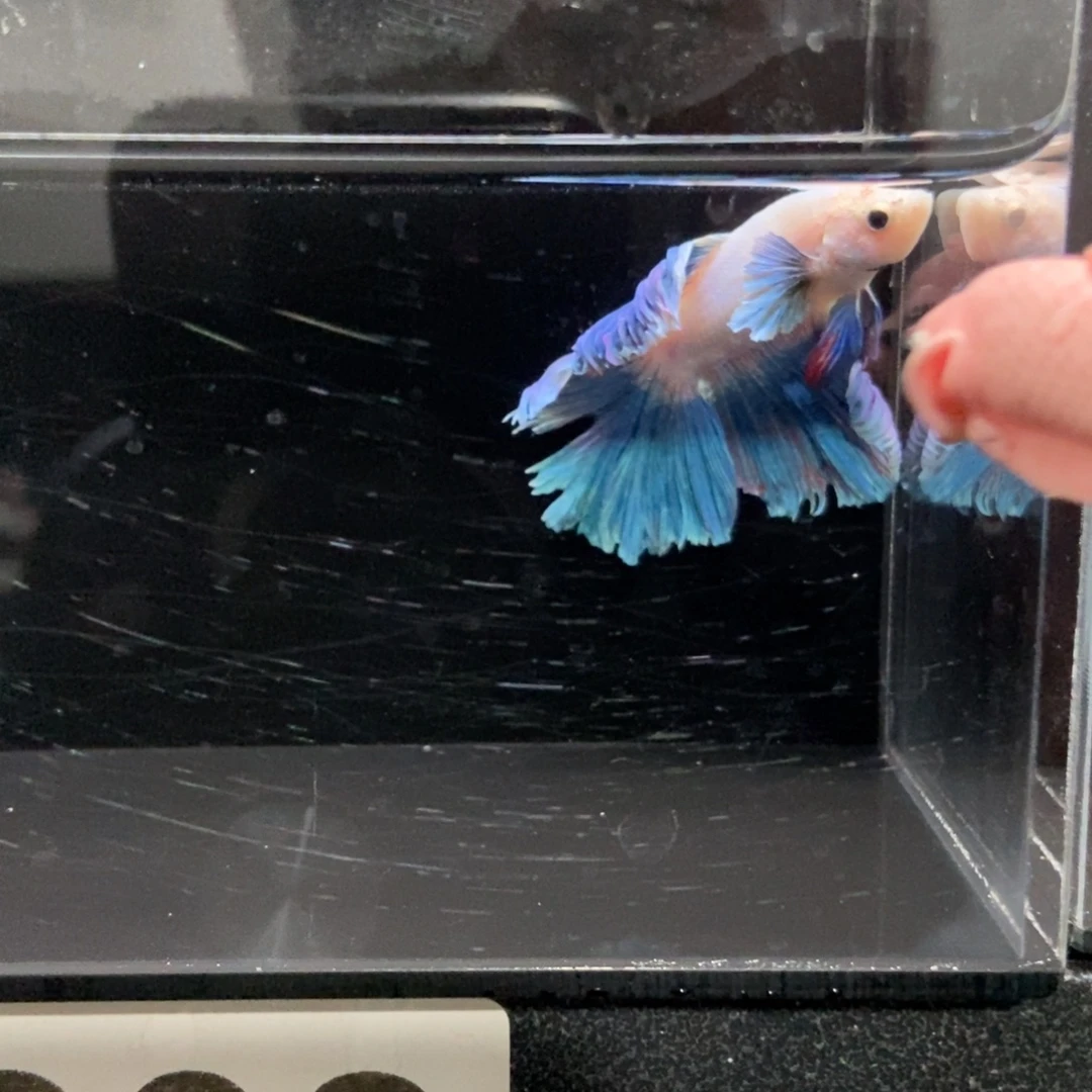 海水鱼11111111111