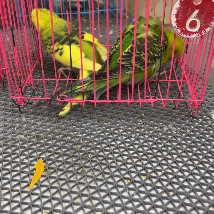 虎皮鹦鹉虎皮鹦鹉