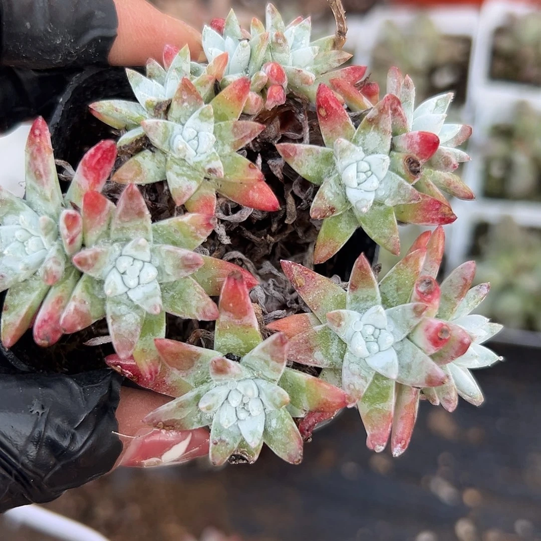 多肉植物白菊老庄