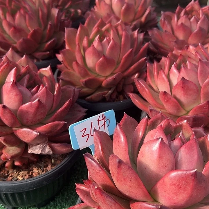 34罗刹带盆一个多肉植物