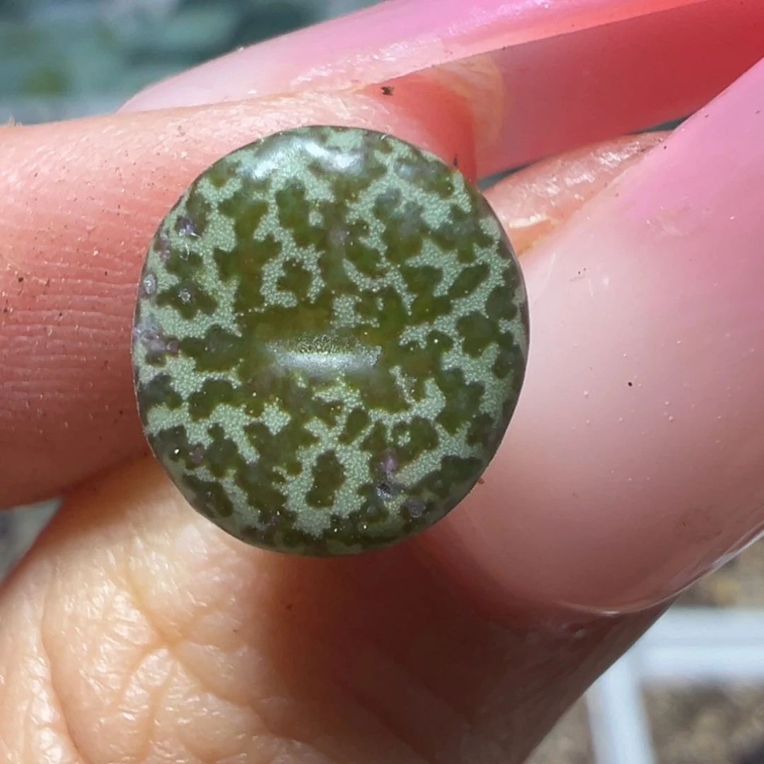 绵***糖绿雪花多肉植物多肉