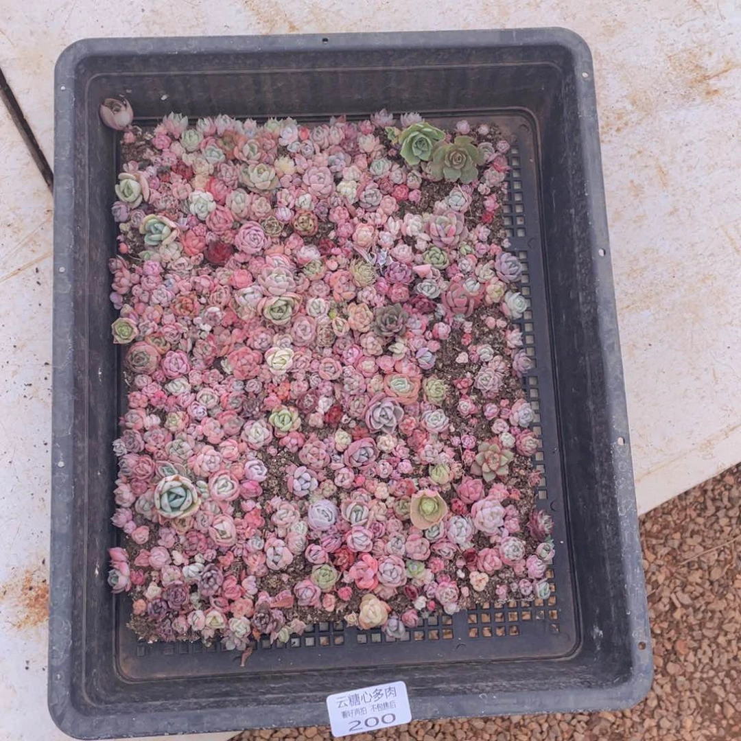 云糖心多肉植物200