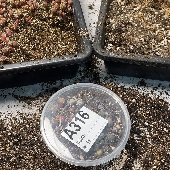 完全开放316兜栾一份