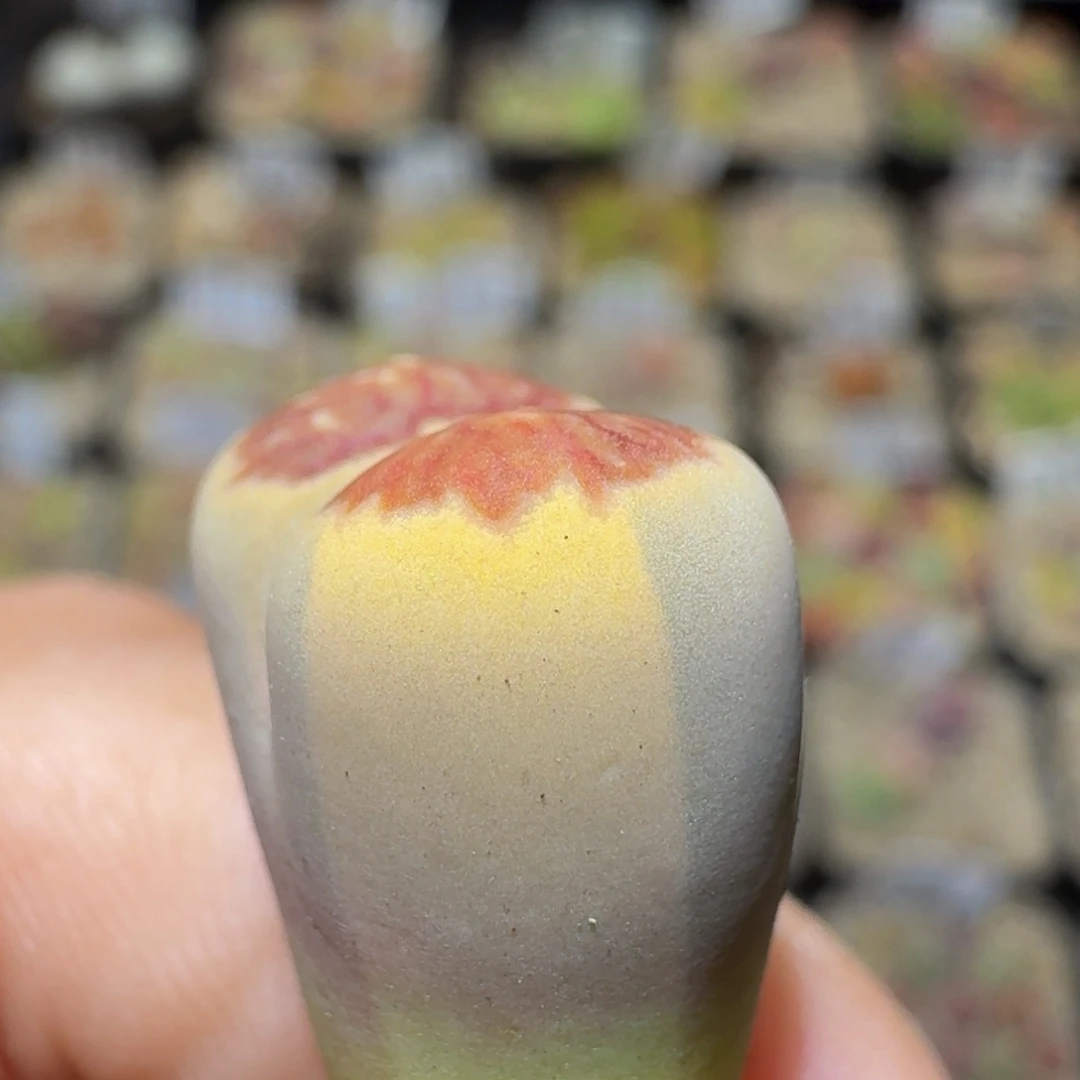 Sssss精品生石花1806拉丝锦